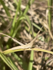 Achurum carinatum