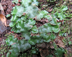 Lunularia cruciata