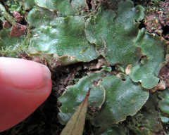 Lunularia cruciata