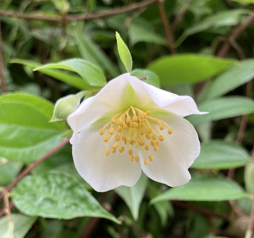 Philadelphus karwinskyanus observed 2023-01-02