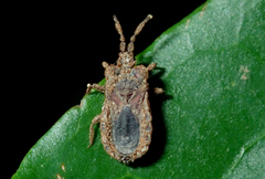 Aphleboderrhis comata