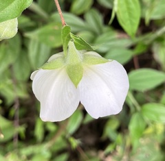 Philadelphus karwinskyanus