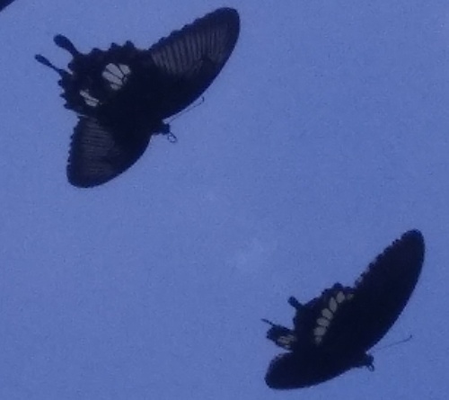 Common Mormon