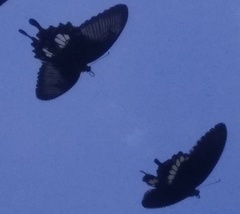 Papilio polytes