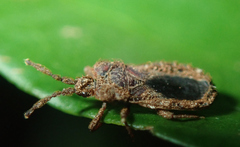 Aphleboderrhis comata