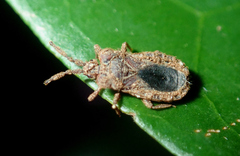 Aphleboderrhis comata
