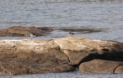Charadrius vociferus