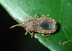 Aphleboderrhis comata
