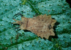 Phyllotingis lanceolata