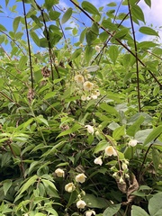 Philadelphus karwinskyanus