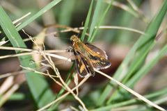 Taractrocera papyria