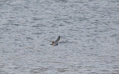 Charadrius vociferus