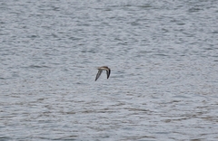 Charadrius vociferus