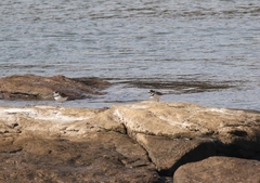 Charadrius vociferus