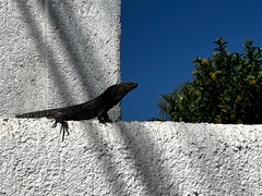 Ctenosaura hemilopha