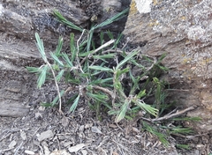 Bufonia macropetala