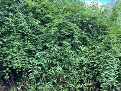 Philadelphus karwinskyanus