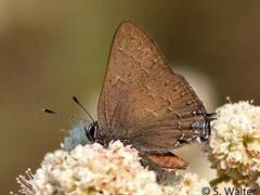 Satyrium saepium