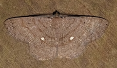 Parilexia cermala