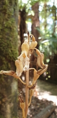 Gastrodia