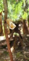 Gastrodia