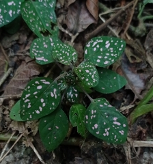 Hypoestes