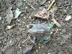 Rhinophrynus dorsalis