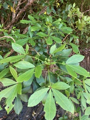 Pseudopanax lessonii