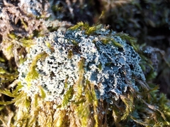 Cladonia caespiticia