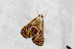 Margarosticha euprepialis