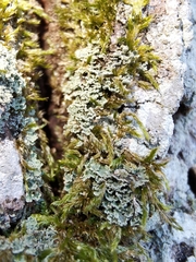 Cladonia caespiticia