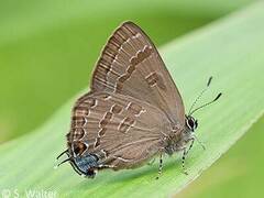 Satyrium caryaevorus