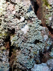 Cladonia caespiticia