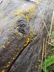 Dacrymyces capitatus