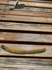 Araucaria heterophylla