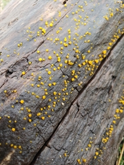 Dacrymyces capitatus