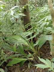 Calanthe speciosa