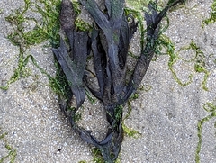 Fucus vesiculosus