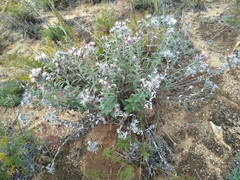 Saussurea salicifolia