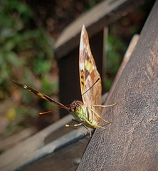 Doxocopa