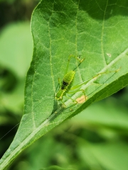 Stilpnochlora