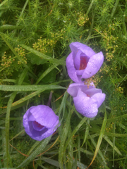 Crocus ligusticus