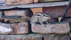 Funambulus pennantii