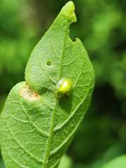 Plagiometriona herbea