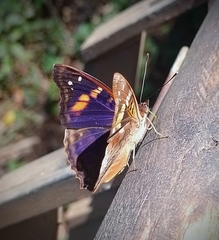 Doxocopa