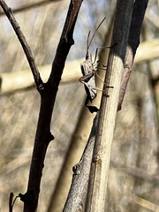 Leptoglossus zonatus