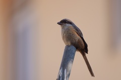Lanius tephronotus