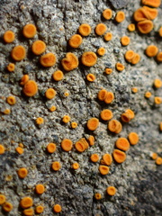 Polycauliona luteominia