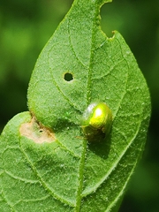 Plagiometriona herbea