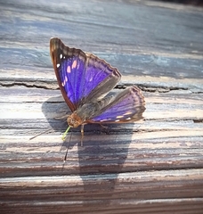 Doxocopa